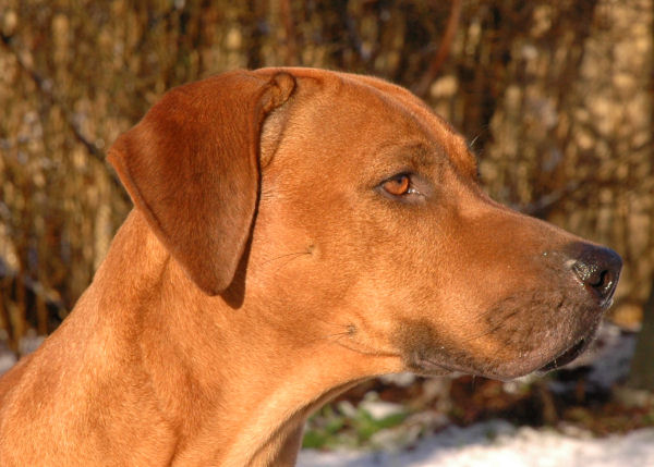 Lionhill Thandanani mit 2 Jahren